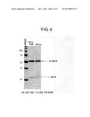 MUTANT POLYPEPTIDE HAVING EFFECTOR FUNCTION diagram and image