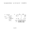 WSTF REGULATES THE DNA DAMAGE RESPONSE OF H2A.X VIA NOVEL TYROSINE KINASE ACTIVITY diagram and image