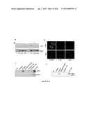 WSTF REGULATES THE DNA DAMAGE RESPONSE OF H2A.X VIA NOVEL TYROSINE KINASE ACTIVITY diagram and image