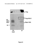 WSTF REGULATES THE DNA DAMAGE RESPONSE OF H2A.X VIA NOVEL TYROSINE KINASE ACTIVITY diagram and image