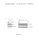 WSTF REGULATES THE DNA DAMAGE RESPONSE OF H2A.X VIA NOVEL TYROSINE KINASE ACTIVITY diagram and image