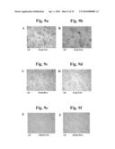 Compositions capable of specifically binding particular human antigen presenting molecule/pathogen-derived antigen complexes and uses thereof diagram and image