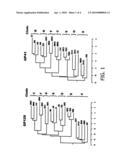 Expression and Characterization of HIV-1 Envelope Protein Associated with Broadly Cross Reactive Neutralizing Antibody Response diagram and image