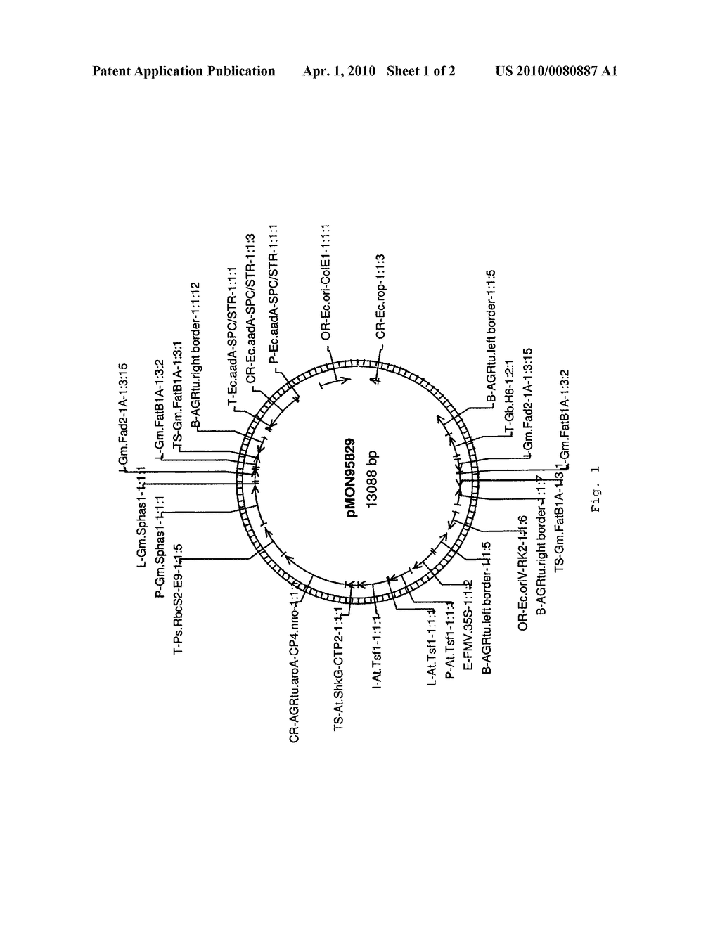Soybean Transgenic Event MON87705 and Methods for Detection Thereof - diagram, schematic, and image 02