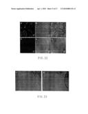 Multifunctional particles providing cellular uptake and magnetic motor effect diagram and image