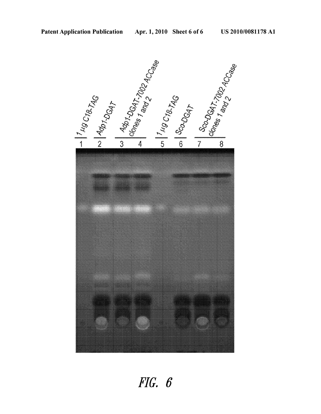 MODIFIED PHOTOSYNTHETIC MICROORGANISMS FOR PRODUCING TRIGLYCERIDES - diagram, schematic, and image 07