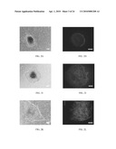 FORMULATIONS AND METHODS FOR CULTURING STEM CELLS diagram and image