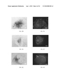 FORMULATIONS AND METHODS FOR CULTURING STEM CELLS diagram and image