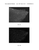 FORMULATIONS AND METHODS FOR CULTURING STEM CELLS diagram and image