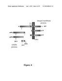 METHODS AND COMPOSITIONS FOR ENHANCING MEMORY diagram and image