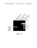 REVERSE-TURN MIMETICS AND METHOD RELATING THERETO diagram and image