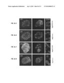 METHOD FOR GENERATING PLURIPOTENT STEM CELLS diagram and image