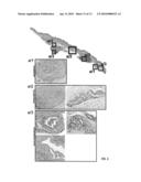 METHOD FOR GENERATING PLURIPOTENT STEM CELLS diagram and image