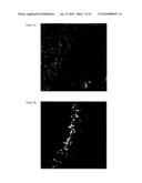 Pharmaceutical composition for tumor treatment diagram and image