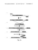 Isolated polynucleotides, nucleic acid constructs, methods and kits for localization of rna and/or polypeptides within living cells diagram and image