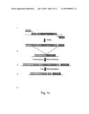 Isolated polynucleotides, nucleic acid constructs, methods and kits for localization of rna and/or polypeptides within living cells diagram and image