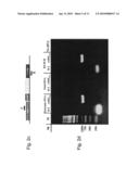 Isolated polynucleotides, nucleic acid constructs, methods and kits for localization of rna and/or polypeptides within living cells diagram and image