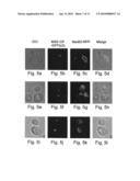 Isolated polynucleotides, nucleic acid constructs, methods and kits for localization of rna and/or polypeptides within living cells diagram and image