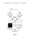 Methods for High Sensitivity Detection of Genetic Polymorphisms diagram and image