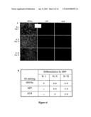 DIFFERENTIATION OF PRIMATE PLURIPOTENT CELLS TO HEPATOCYTE-LINEAGE CELLS diagram and image