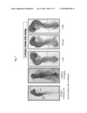 Beta-Hydroxy-Gamma-Aminophosphonates and Methods for the Preparation and Use Thereof diagram and image