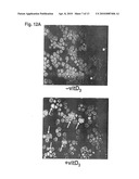 INDUCTION OF INNATE IMMUNITY BY VITAMIN D3 AND ITS ANALOGS diagram and image