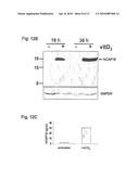 INDUCTION OF INNATE IMMUNITY BY VITAMIN D3 AND ITS ANALOGS diagram and image