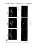 Optical Multilayer Body, Polarization Plate Using Same, and Image Display diagram and image