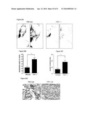 PREVENTION OF TISSUE ISCHEMIA, RELATED METHODS AND COMPOSITIONS diagram and image