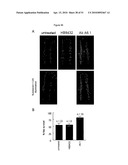 PREVENTION OF TISSUE ISCHEMIA, RELATED METHODS AND COMPOSITIONS diagram and image