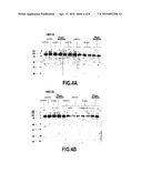 USE OF PHAEODACTYLUM ALGAE EXTRACT FOR DEPIGMENTING THE SKIN diagram and image