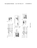 SCREENING METHOD WITH THE USE OF TBK1 KNOCKOUT MOUSE diagram and image