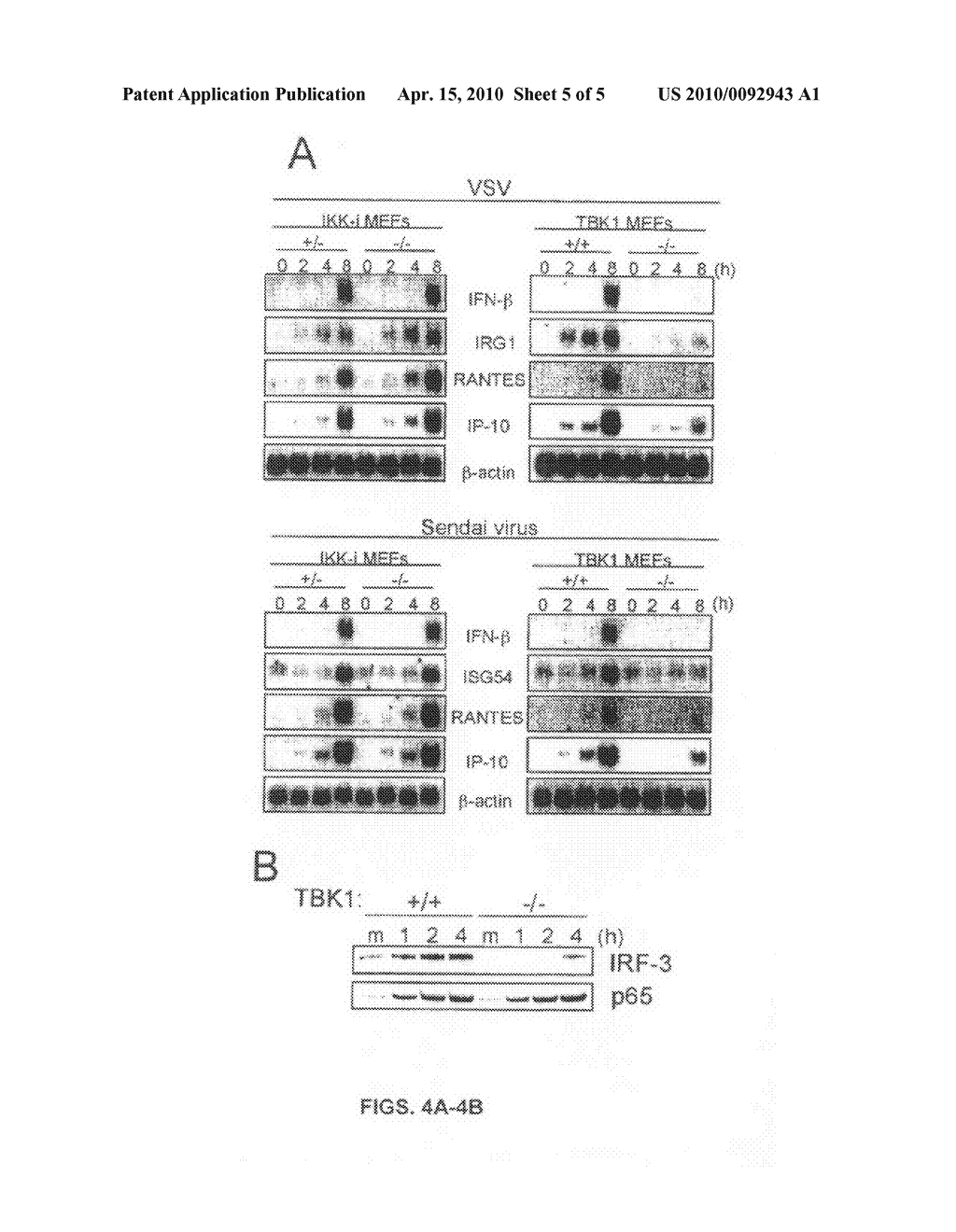 SCREENING METHOD WITH THE USE OF TBK1 KNOCKOUT MOUSE - diagram, schematic, and image 06