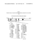Single nucleotide polymorphisms as genetic markers for childhood leukemia diagram and image