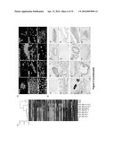 METHOD AND KIT FOR EFFICIENT REPROGRAMMING OF SOMATIC CELLS diagram and image