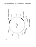 METHOD AND KIT FOR EFFICIENT REPROGRAMMING OF SOMATIC CELLS diagram and image