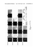 COMPOSITIONS AND METHODS TO PROTECT CELLS BY BLOCKING ENTRY OF PATHOGEN PROTEINS diagram and image