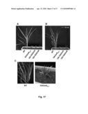 Method of Controlling Plant Growth and Architecture by Controlling Expression of Gibberellin 2-Oxidase diagram and image