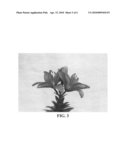 Lily plant named  BJM 004  diagram and image