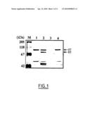 ICBP90 POLYPEPTIDE AND ITS FRAGMENTS AND POLYNUCLEOTIDES CODING FOR SAID POLYPEPTIDES AND APPLICATIONS FOR DIAGNOSING AND TREATING CANCER diagram and image