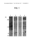 DETERMINATION OF AM-BINDING PROTEINS AND THE ASSOCIATION OF ADRENOMEDULLIN (AM) THEREWITH diagram and image