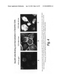 Antibodies that bind human dendritic and epithelial cell 205 (DEC-205) diagram and image