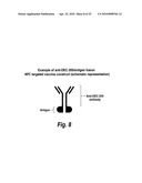 Antibodies that bind human dendritic and epithelial cell 205 (DEC-205) diagram and image