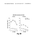 Antibodies that bind human dendritic and epithelial cell 205 (DEC-205) diagram and image