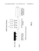 FABRICATION OF TISSUE LAMINA USING MICROFABRICATED TWO-DIMENSIONAL MOLDS diagram and image