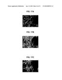 FABRICATION OF TISSUE LAMINA USING MICROFABRICATED TWO-DIMENSIONAL MOLDS diagram and image