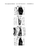 FABRICATION OF TISSUE LAMINA USING MICROFABRICATED TWO-DIMENSIONAL MOLDS diagram and image