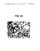 FABRICATION OF TISSUE LAMINA USING MICROFABRICATED TWO-DIMENSIONAL MOLDS diagram and image