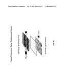 FABRICATION OF TISSUE LAMINA USING MICROFABRICATED TWO-DIMENSIONAL MOLDS diagram and image