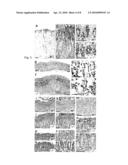 METHOD FOR IDENTIFYING AN INTESTINAL PHENOTYPE diagram and image